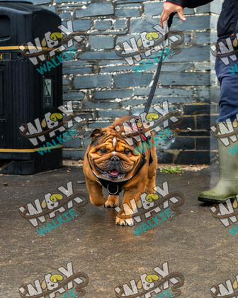 WAX Walkies - Bulldog Bash 2026 photo 56