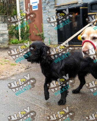 WAX Walkies - Bulldog Bash 2026 photo 45