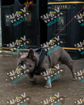 WAX Walkies - Bulldog Bash 2026 photo 41
