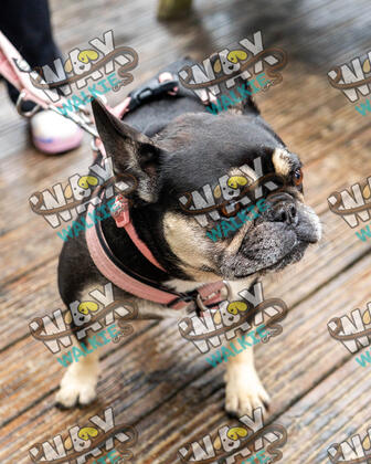 WAX Walkies - Bulldog Bash 2026 photo 36