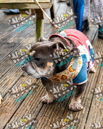 WAX Walkies - Bulldog Bash 2026 photo 34