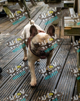 WAX Walkies - Bulldog Bash 2026 photo 29