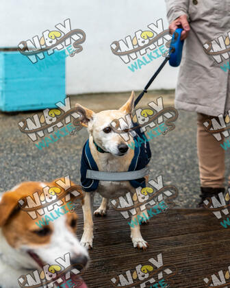 WAX Walkies - Bulldog Bash 2026 photo 20