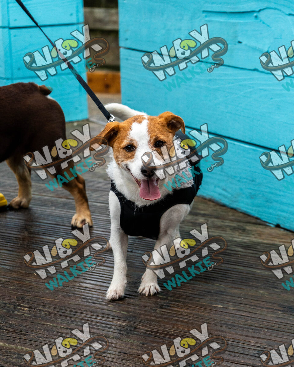 WAX Walkies - Bulldog Bash 2026 event photo