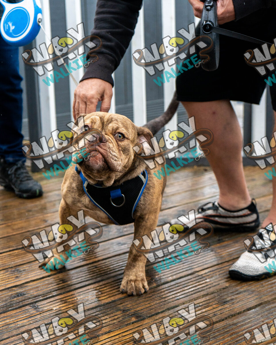 WAX Walkies - Bulldog Bash 2026 event photo