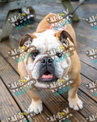 WAX Walkies - Bulldog Bash 2026 photo 5