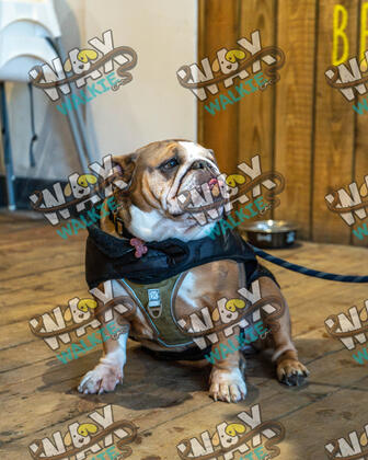 WAX Walkies - Bulldog Bash 2026 photo 1