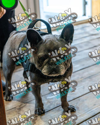 WAX Walkies - Bulldog Bash 2026 photo 4