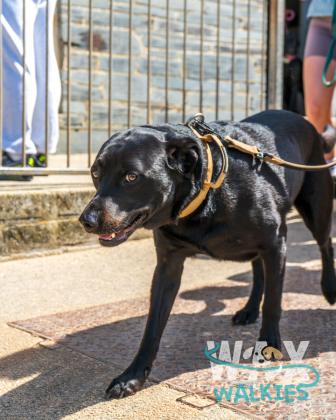 WAX Walkies - Labs & Crabs 2026 photo 35