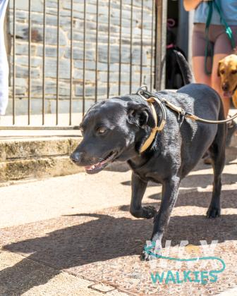 WAX Walkies - Labs & Crabs 2026 photo 36