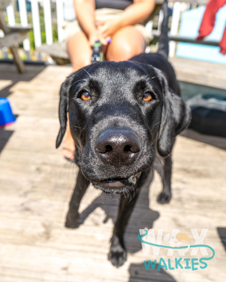 WAX Walkies - Labs & Crabs 2026 event photo