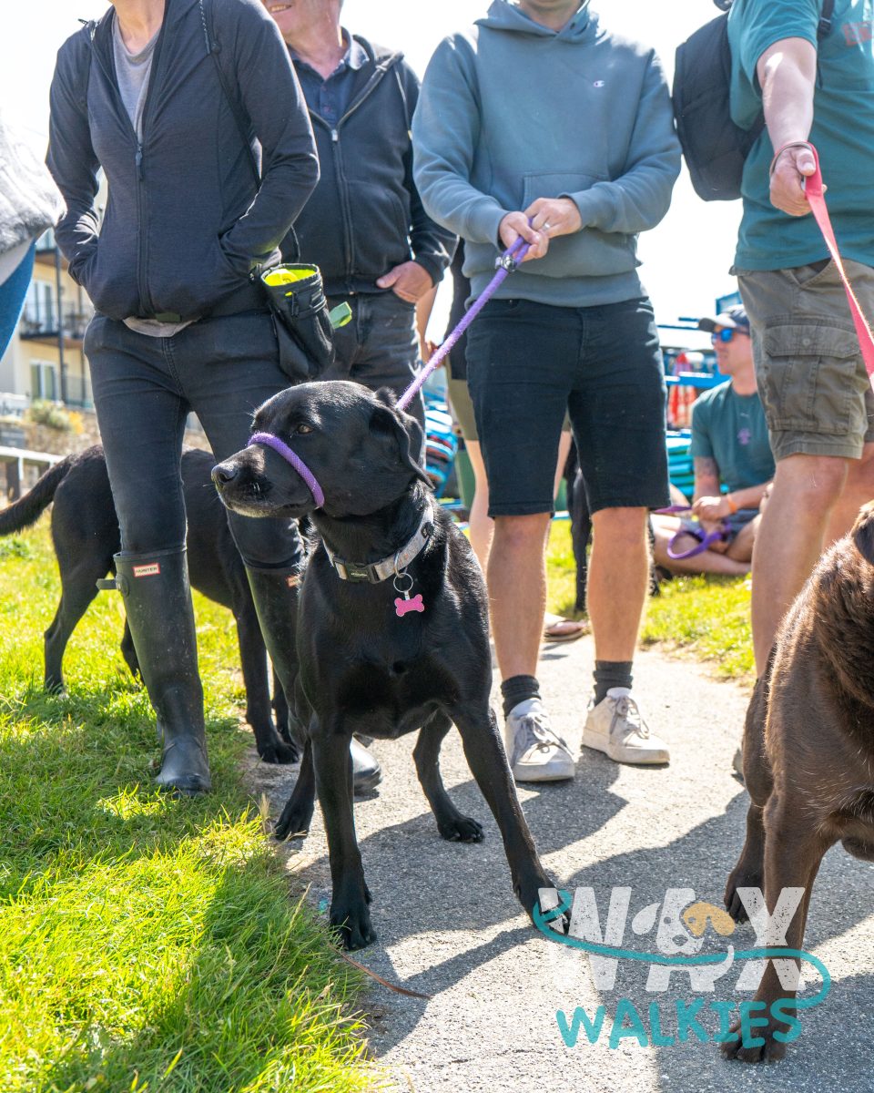 WAX Walkies - Labs & Crabs 2026 event photo