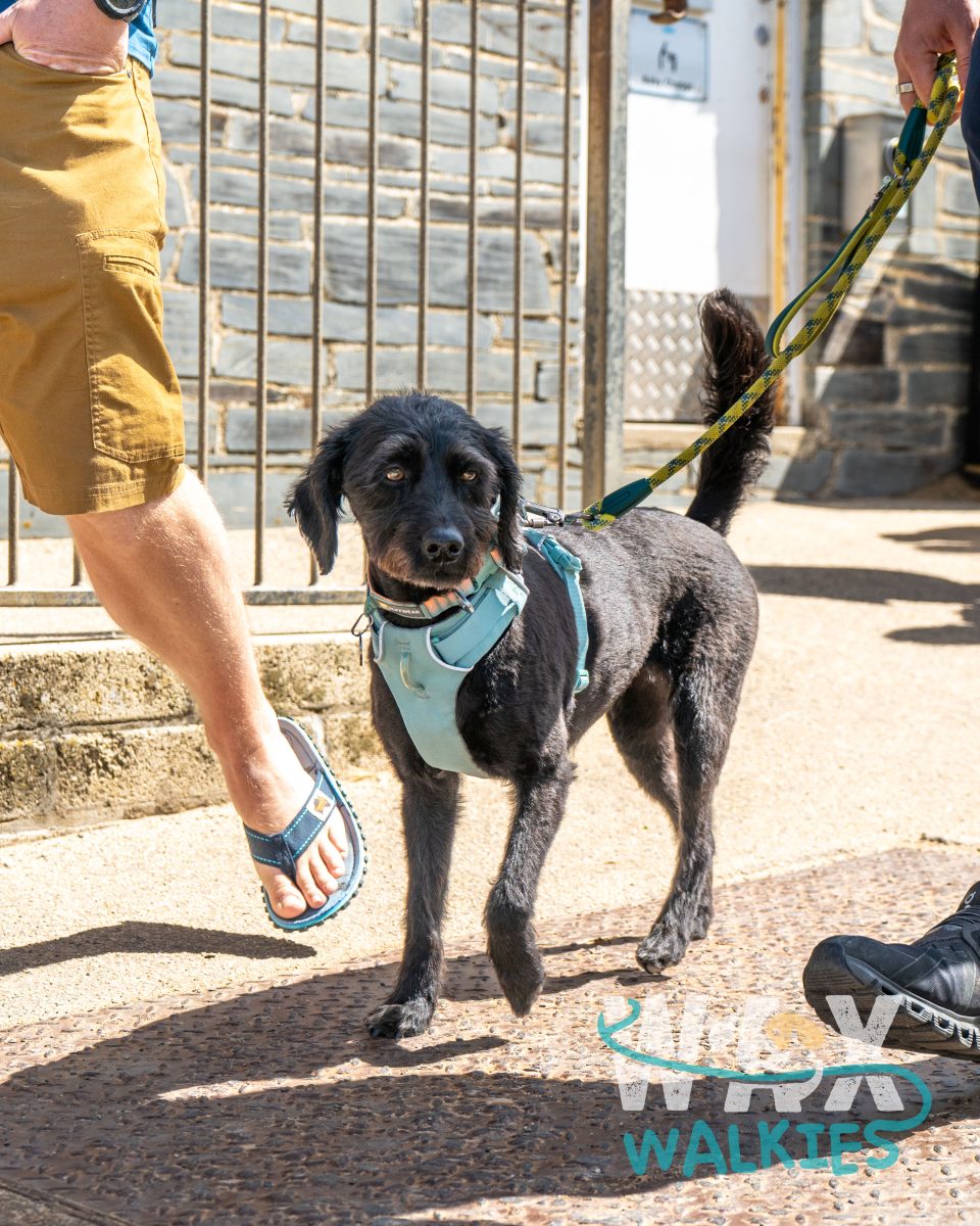 WAX Walkies - Labs & Crabs 2026 event photo