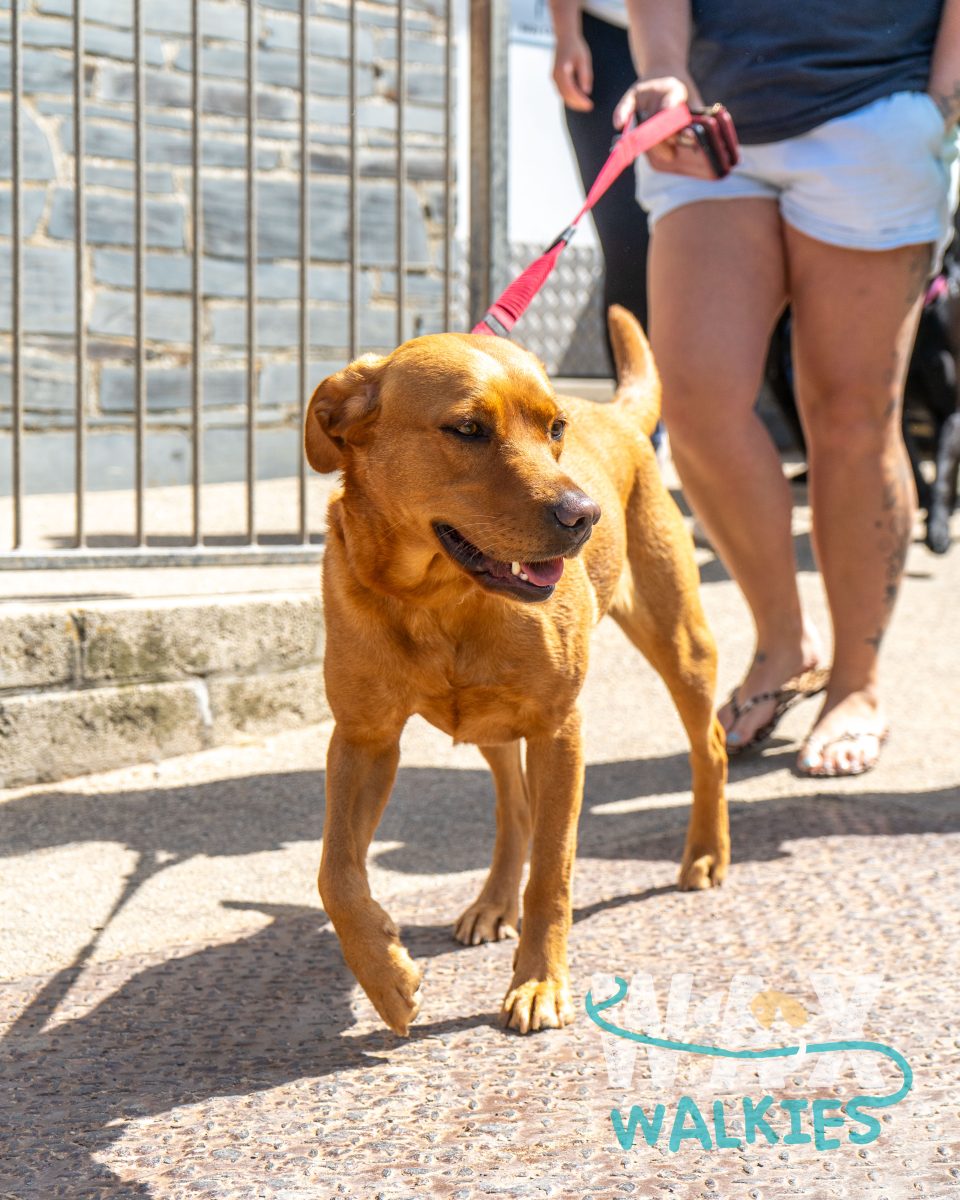WAX Walkies - Labs & Crabs 2026 event photo