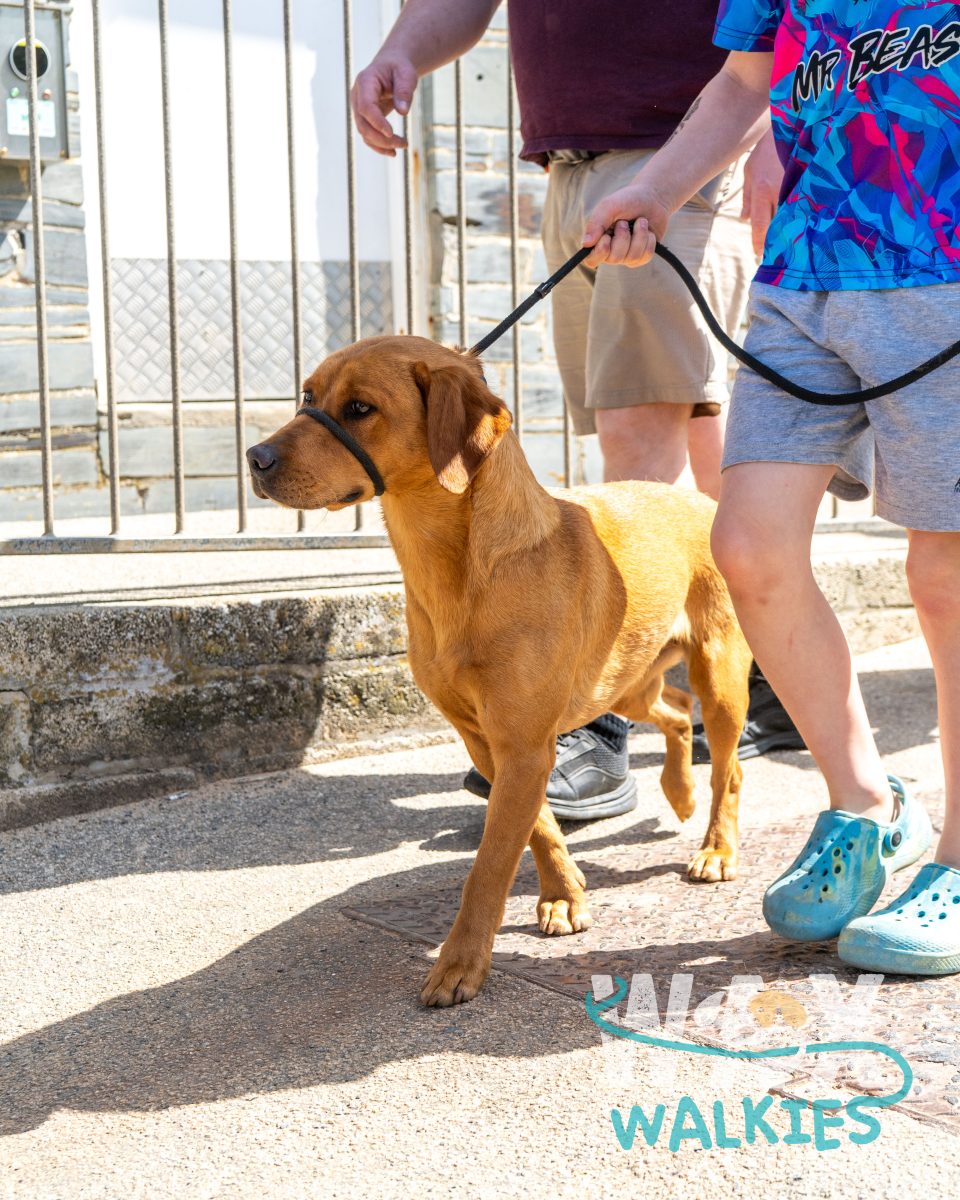 WAX Walkies - Labs & Crabs 2026 event photo