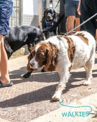 WAX Walkies - Labs & Crabs 2026 photo 42