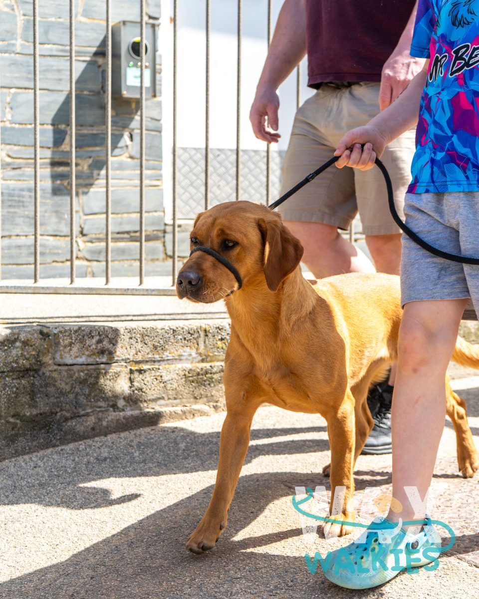 WAX Walkies - Labs & Crabs 2026 event photo