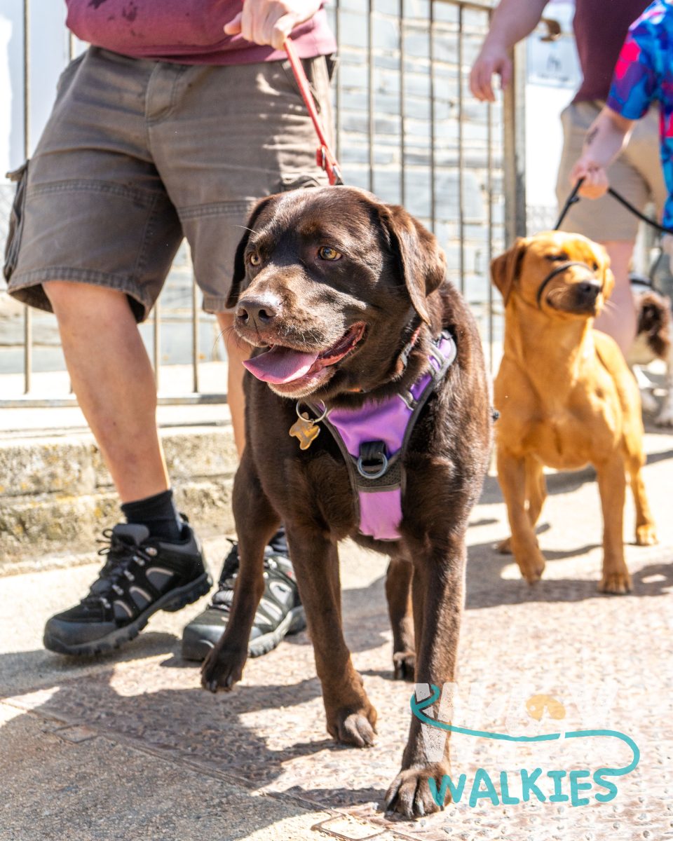 WAX Walkies - Labs & Crabs 2026 event photo
