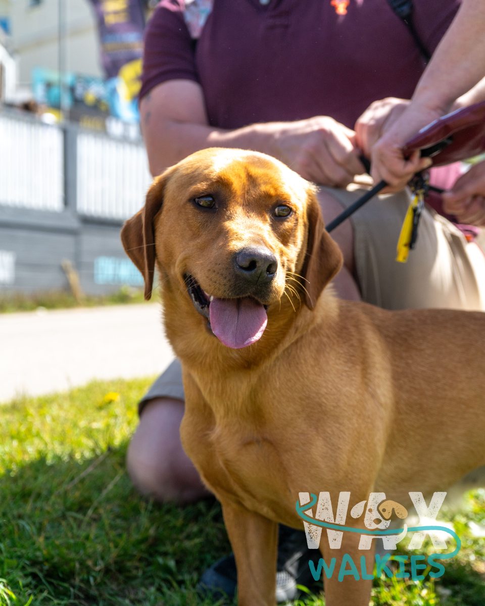 WAX Walkies - Labs & Crabs 2026 event photo