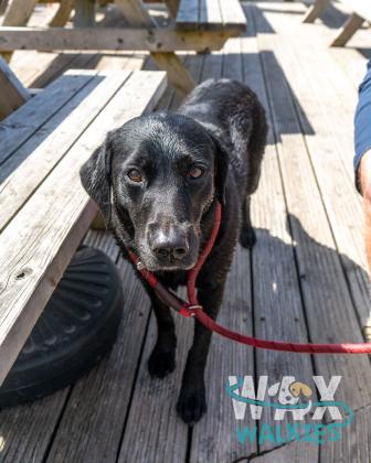 WAX Walkies - Labs & Crabs 2026 photo 15