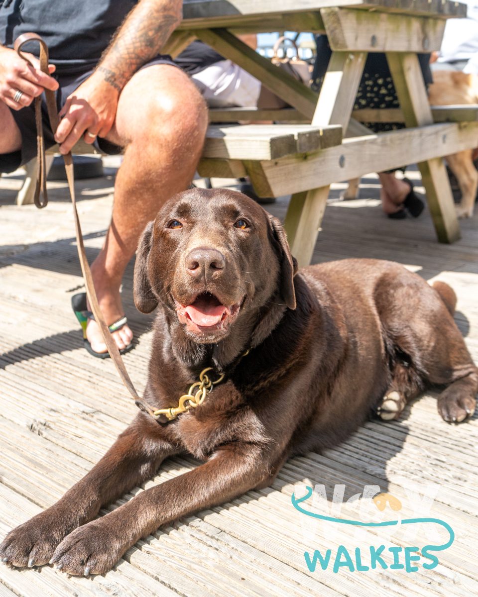 WAX Walkies - Labs & Crabs 2026 event photo