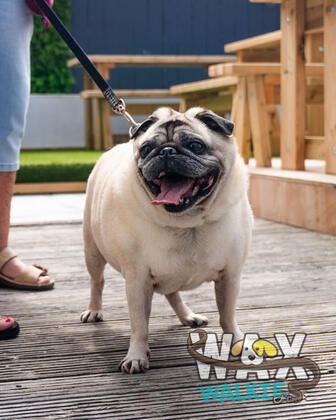 WAX Walkies - 'PUG'ercise 2026 photo 26