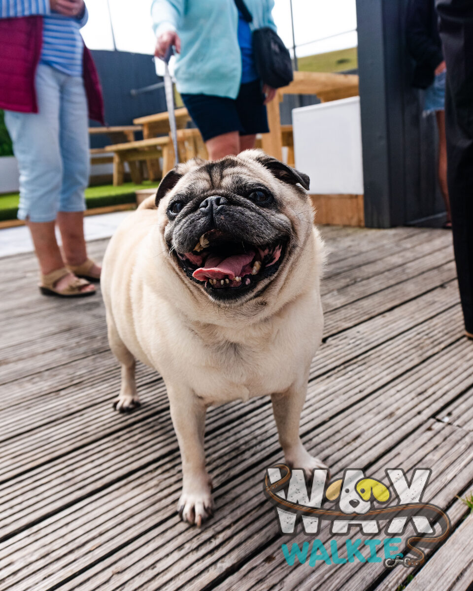 WAX Walkies - 'PUG'ercise 2026 event photo