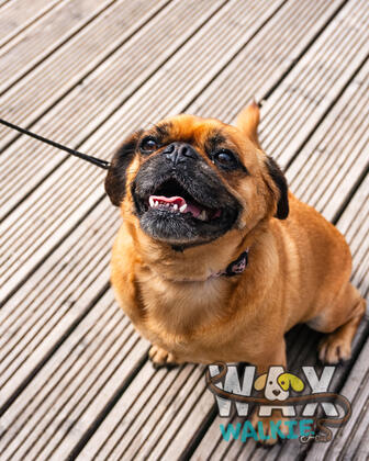 WAX Walkies - 'PUG'ercise 2026 photo 18