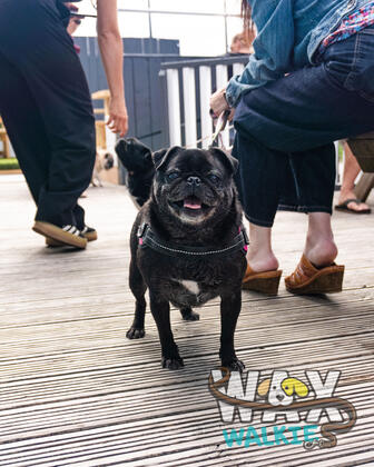 WAX Walkies - 'PUG'ercise 2026 photo 14