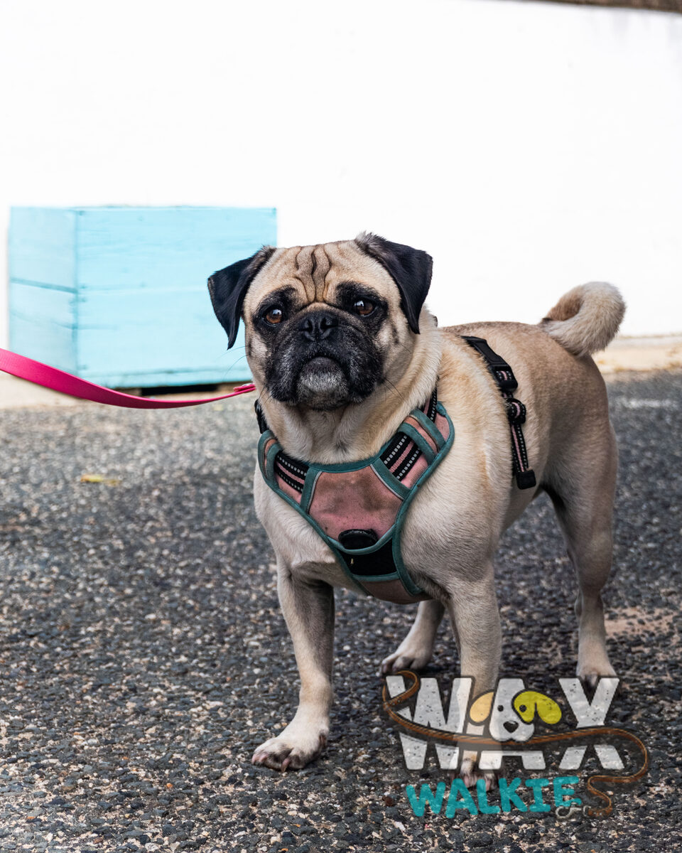 WAX Walkies - 'PUG'ercise 2026 event photo