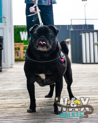 WAX Walkies - 'PUG'ercise 2026 photo 8