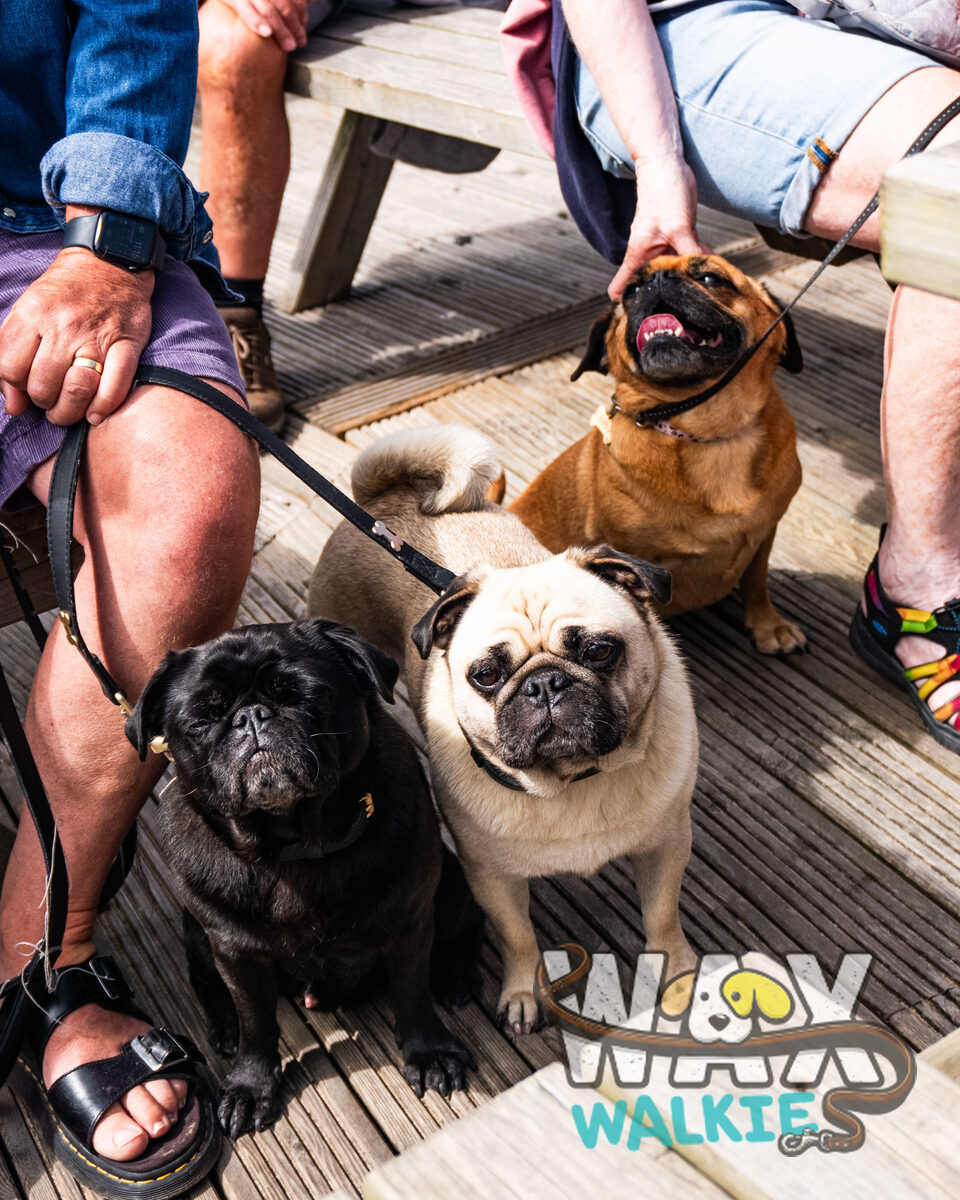 WAX Walkies - 'PUG'ercise 2026 event photo