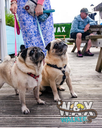 WAX Walkies - 'PUG'ercise 2026 photo 7