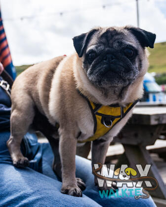 WAX Walkies - 'PUG'ercise 2026 photo 32