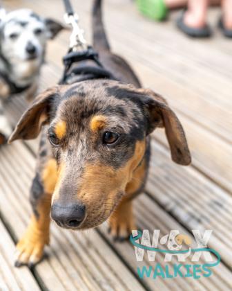 WAX Walkies - Weiners 2026 photo 1