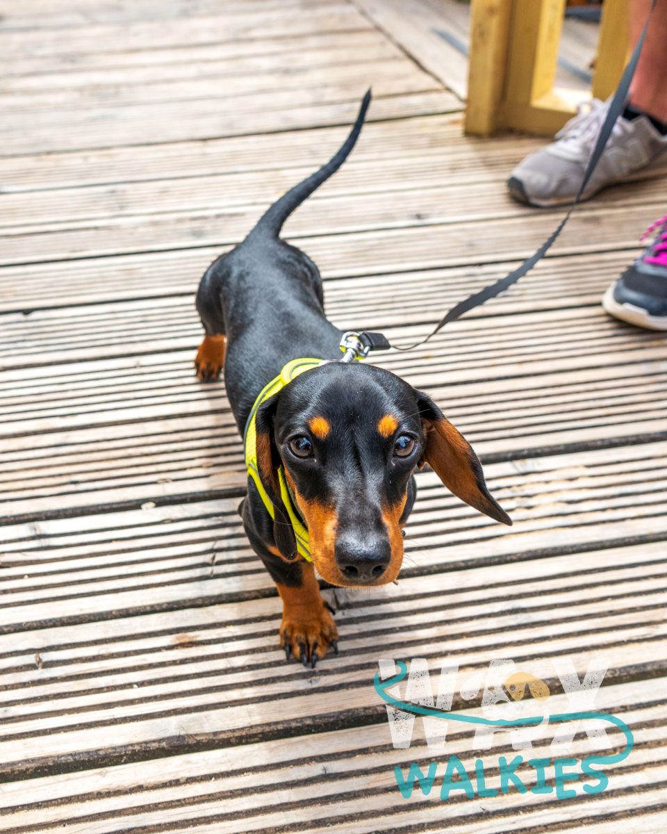 WAX Walkies - Weiners 2026 event photo