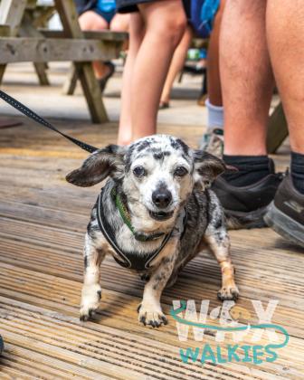 WAX Walkies - Weiners 2026 photo 16