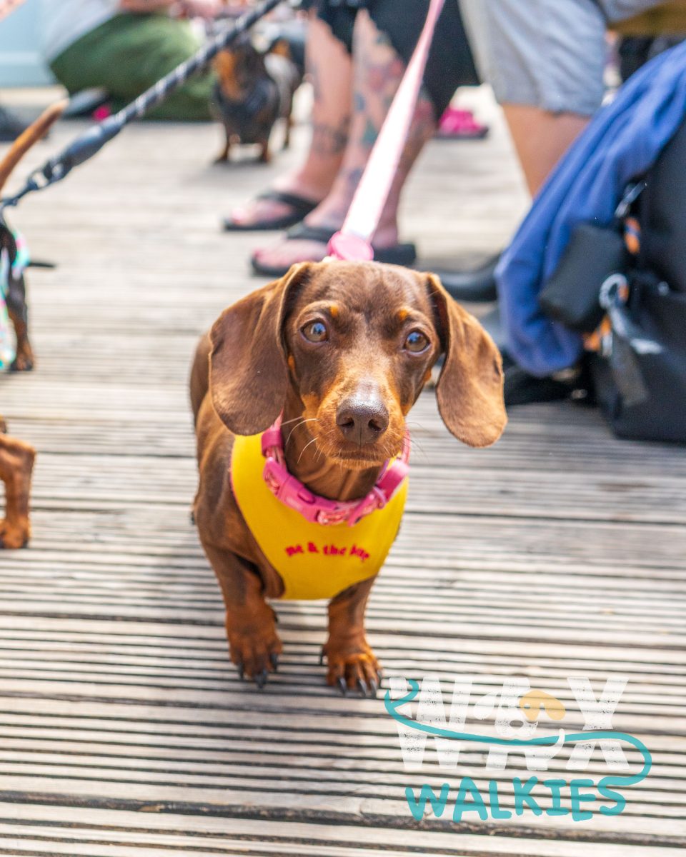 WAX Walkies - Weiners 2026 event photo