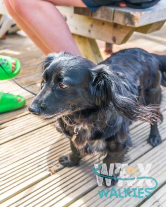 WAX Walkies - Weiners 2026 photo 58