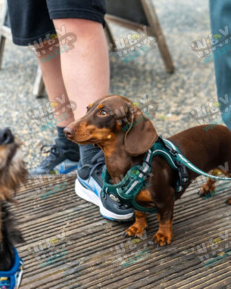 WAX Walkies - Weiners September 2026 photo 13