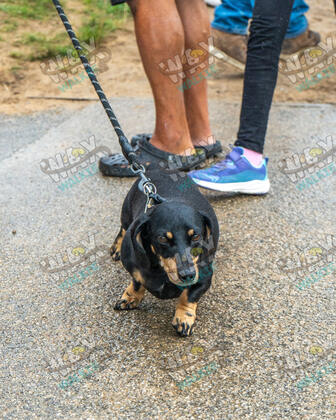 WAX Walkies - Weiners September 2026 photo 43