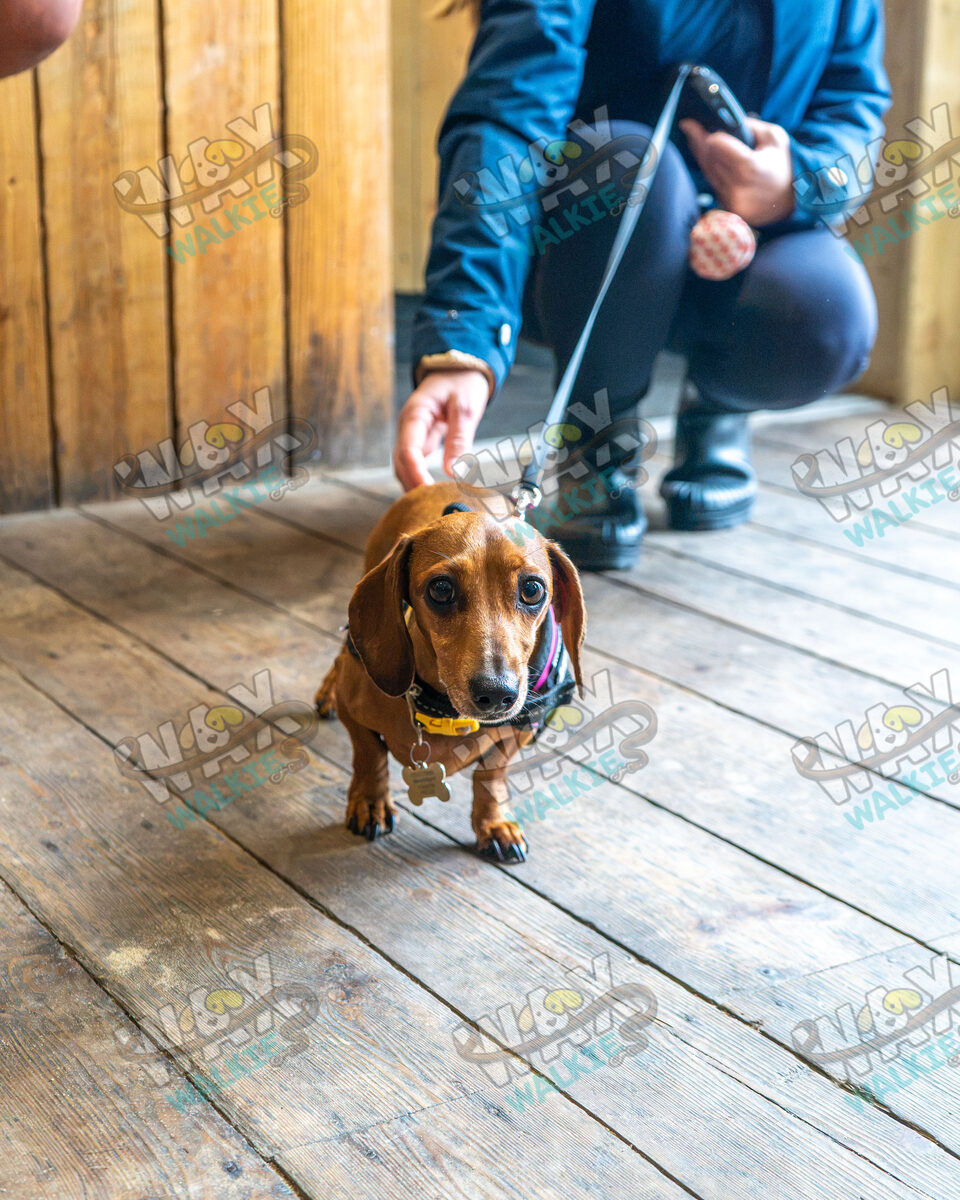 WAX Walkies - Weiners September 2026 event photo