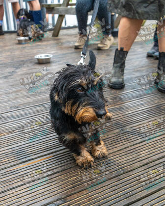 WAX Walkies - Weiners September 2026 photo 27