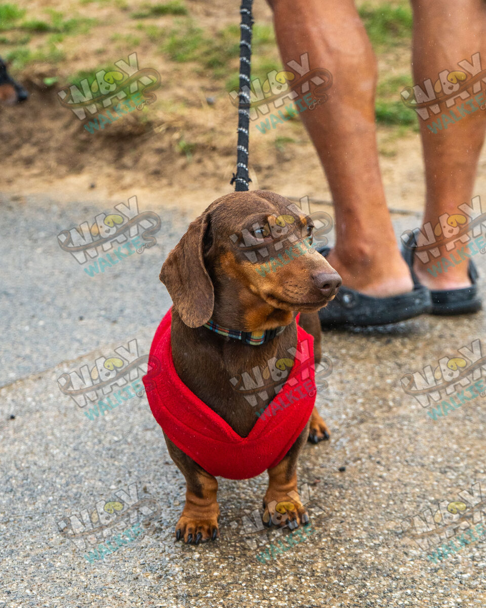 WAX Walkies - Weiners September 2026 event photo