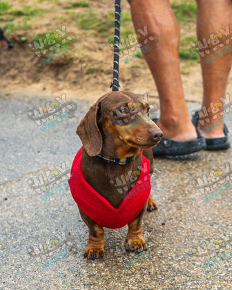 WAX Walkies - Weiners September 2026 photo 47