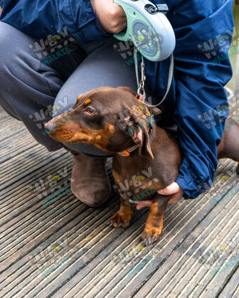 WAX Walkies - Weiners September 2026 photo 17