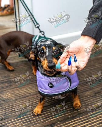 WAX Walkies - Weiners September 2026 photo 23