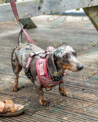 WAX Walkies - Weiners September 2026 photo 11
