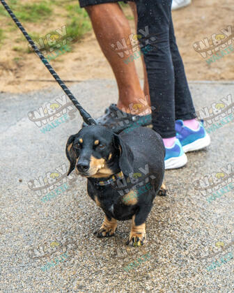 WAX Walkies - Weiners September 2026 photo 44