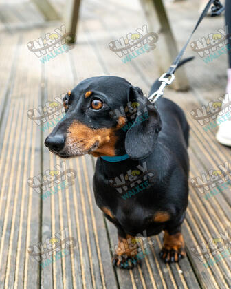WAX Walkies - Weiners September 2026 photo 16